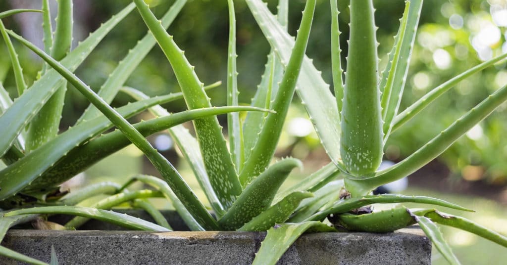 Close-up of aloe vera plant leaves