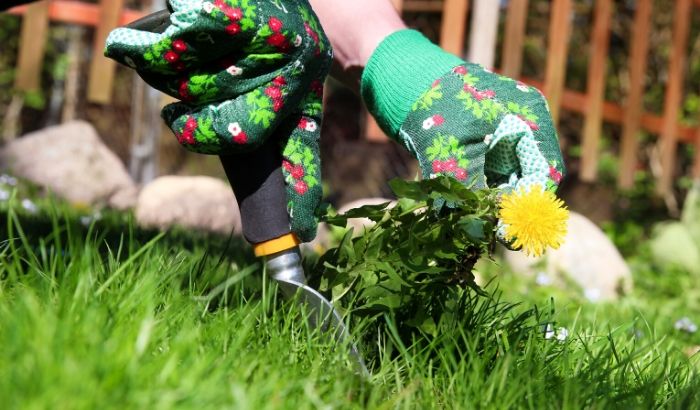 Gardener wearing gloves planting flowers