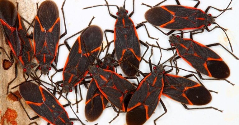 How To Get Rid of Boxelder Bugs?