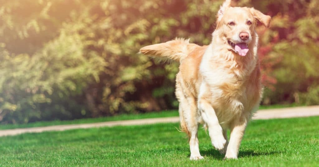 Golden retriever running on a green lawn