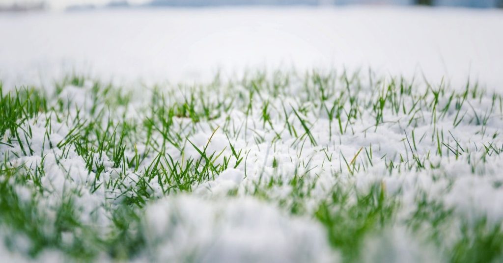 Snow-covered grass in winter