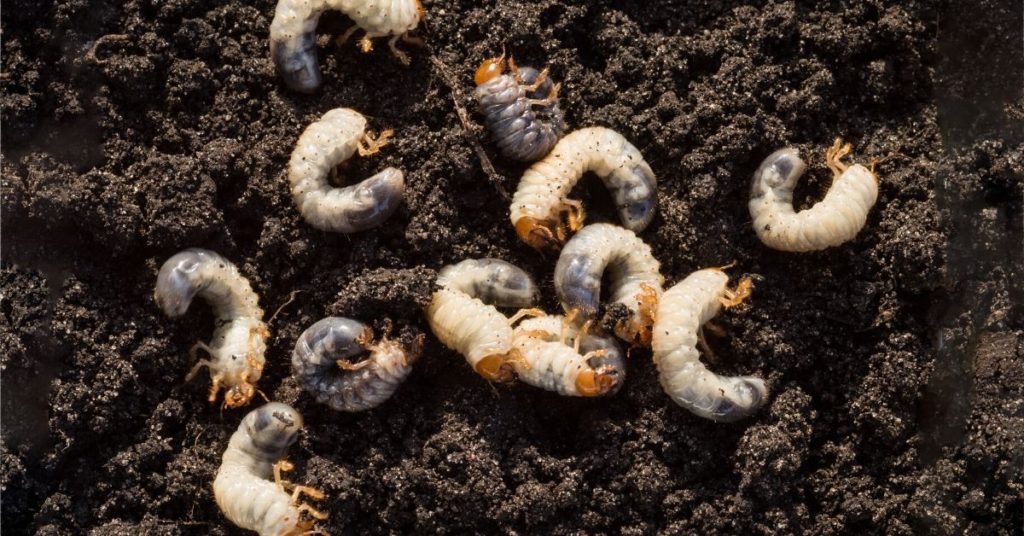 White grubs in soil