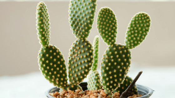 Opuntia cactus in a pot