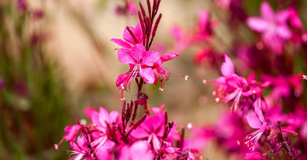 Close-up of pink flowers in bloom