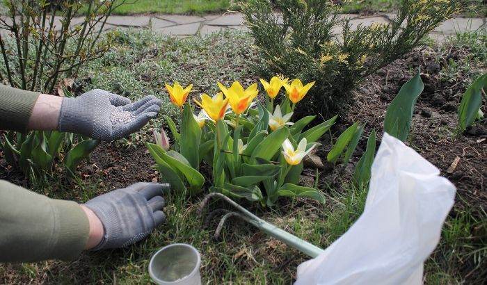 Pest control technician spraying near tulips