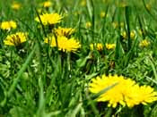 Dandelions growing in a green lawn