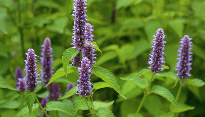 Purple flowering plants in a garden