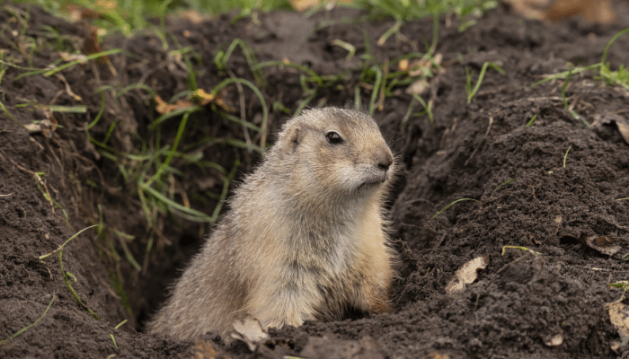 Gopher peeking out of the ground