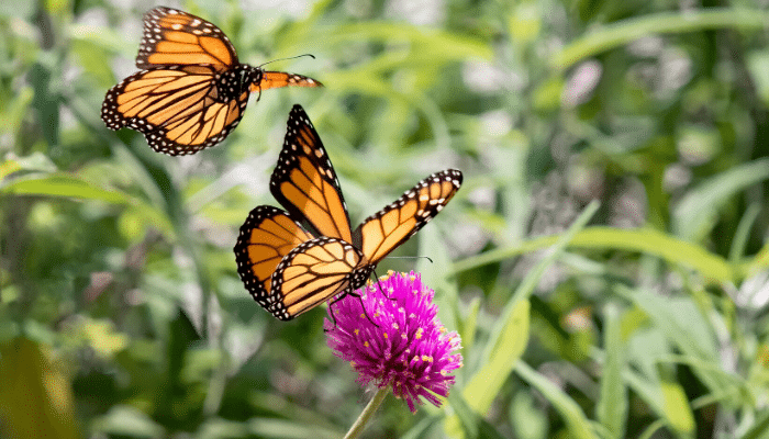 Monarch butterflies on pink flower