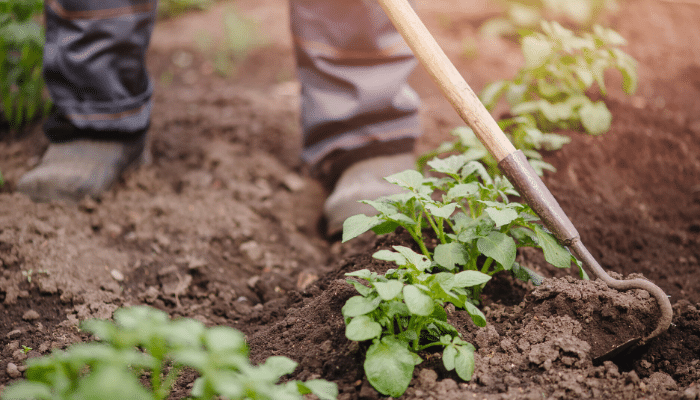 Gardener using garden tool in soil