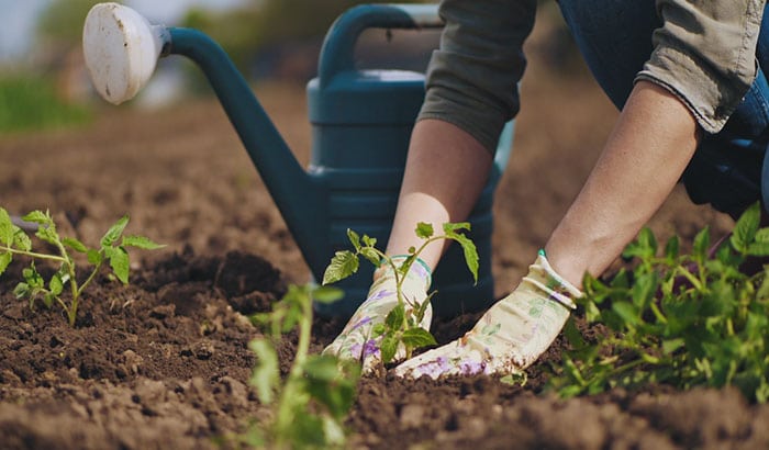 Gardener watering plants with watering can.