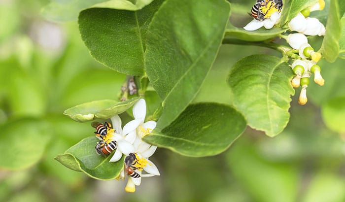 Insect on a green plant leaf