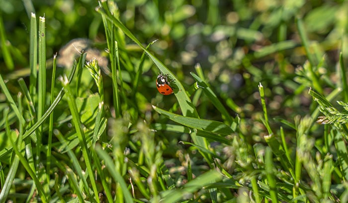 Ladybug on green grass