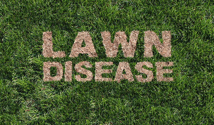 Lawn disease sign on grass