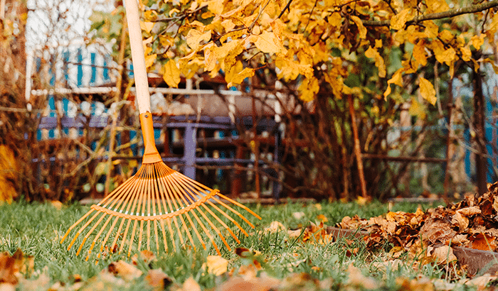 Fall leaves being raked in garden