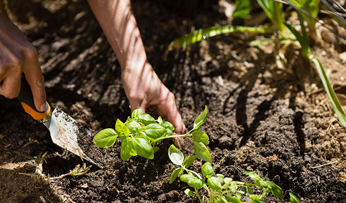 Hand planting young seedling in soil