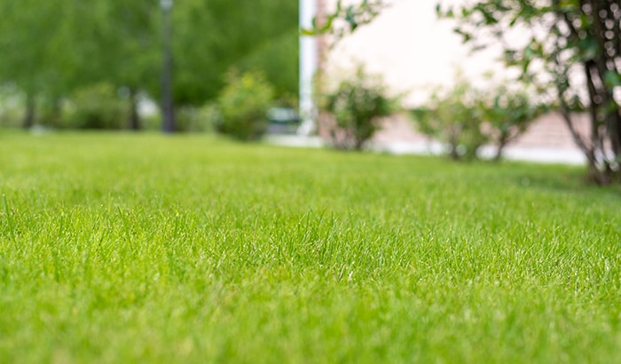 Healthy green lawn with residential house in the background