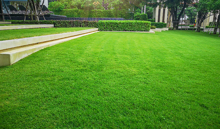 Healthy green lawn with clear boundary lines