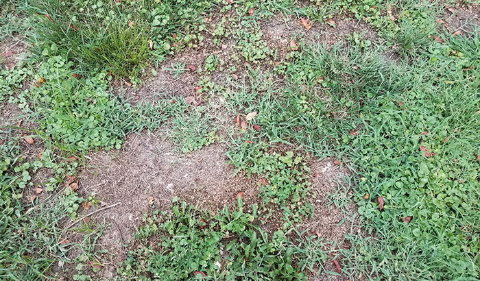 Weeds growing in garden bed