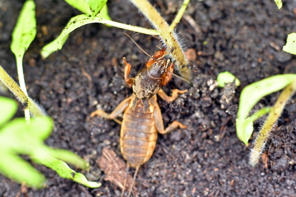 Mole Crickets