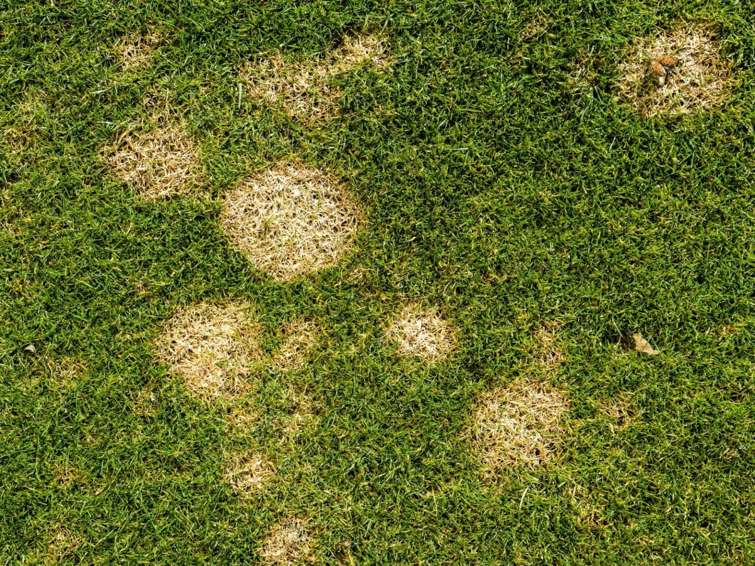 7 Common Lawn Diseases And How To Prevent Them