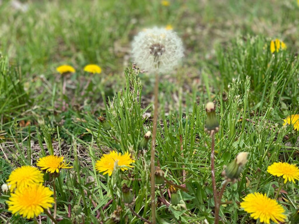 A dandelion sprouting amidst the grass, highlighting the need for weed control in lawns during spring