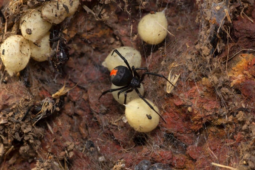 A black widow spider with eggs on its back, symbolizing the Black Widow season and pest control in Utah.