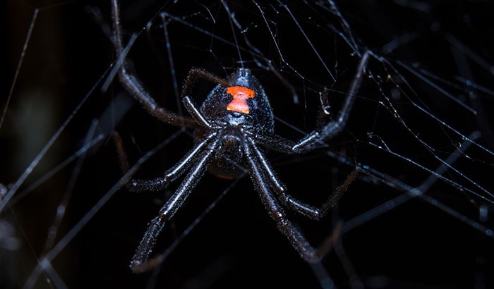 A black widow spider with red eyes, symbolizing the black widow season and the need for pest control in Utah.