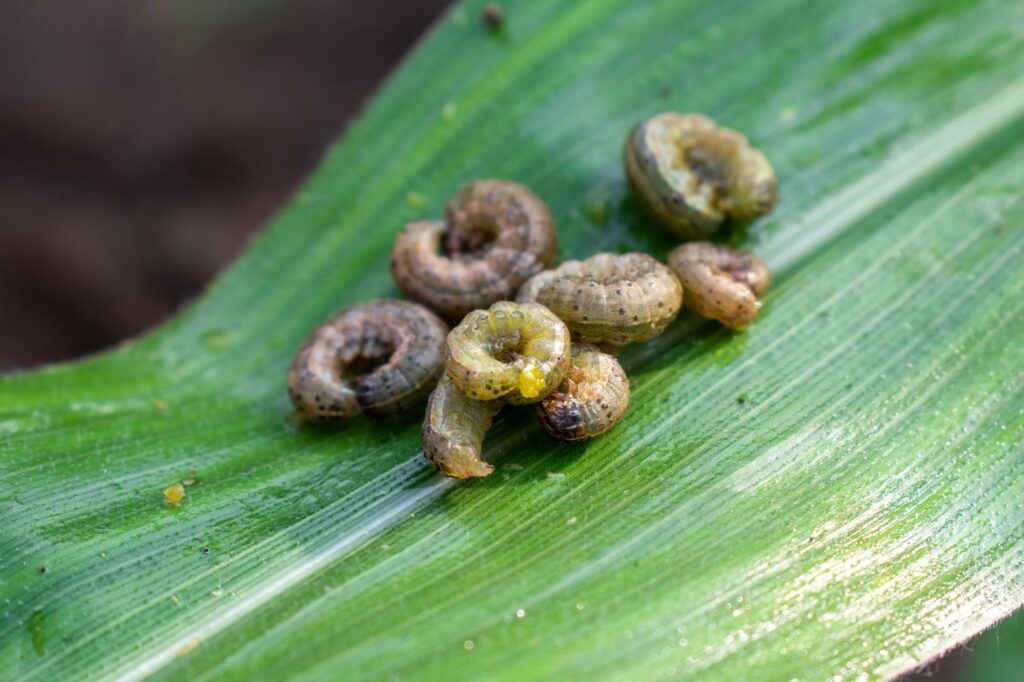 A cluster of tiny worms on a leaf, potentially causing damage to grass blades.