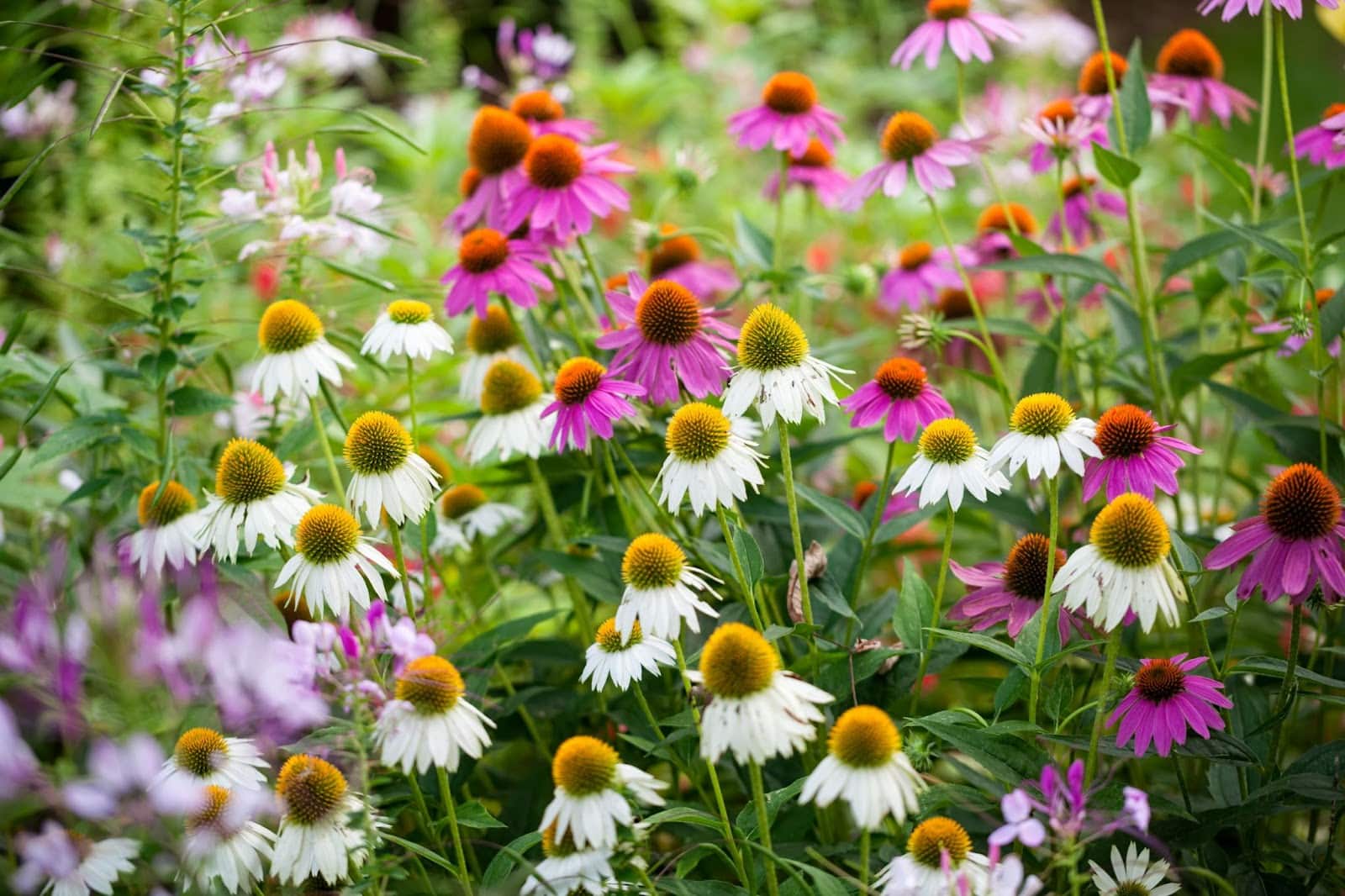 A colorful array of white and purple flowers in a field, highlighting drought-resistant plants suitable for Utahs climate.