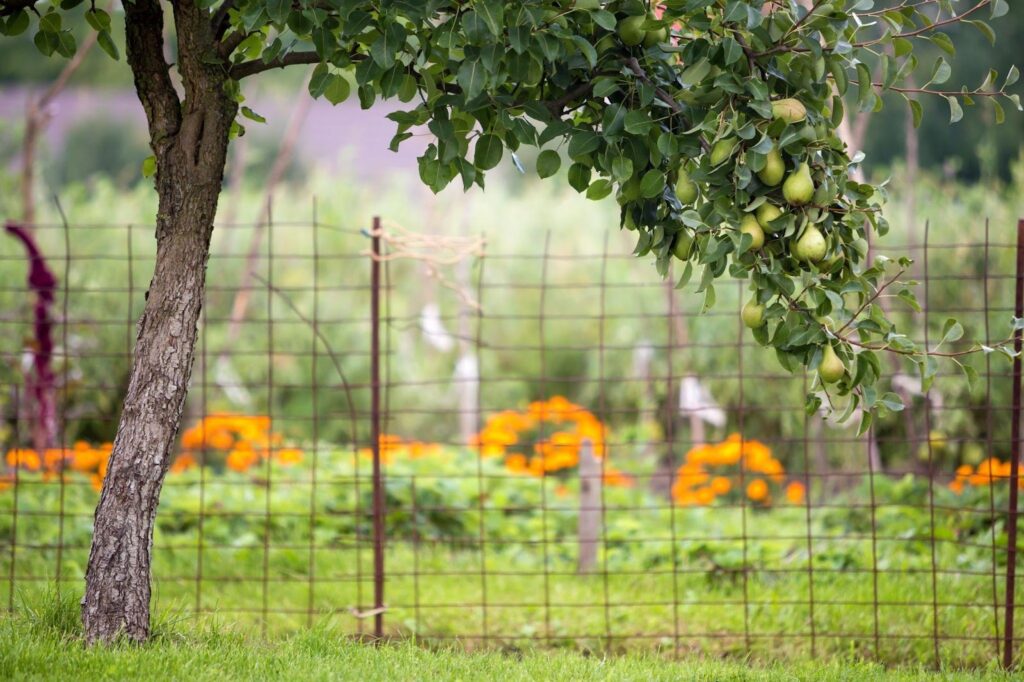 A fruit-bearing tree with colorful produce.