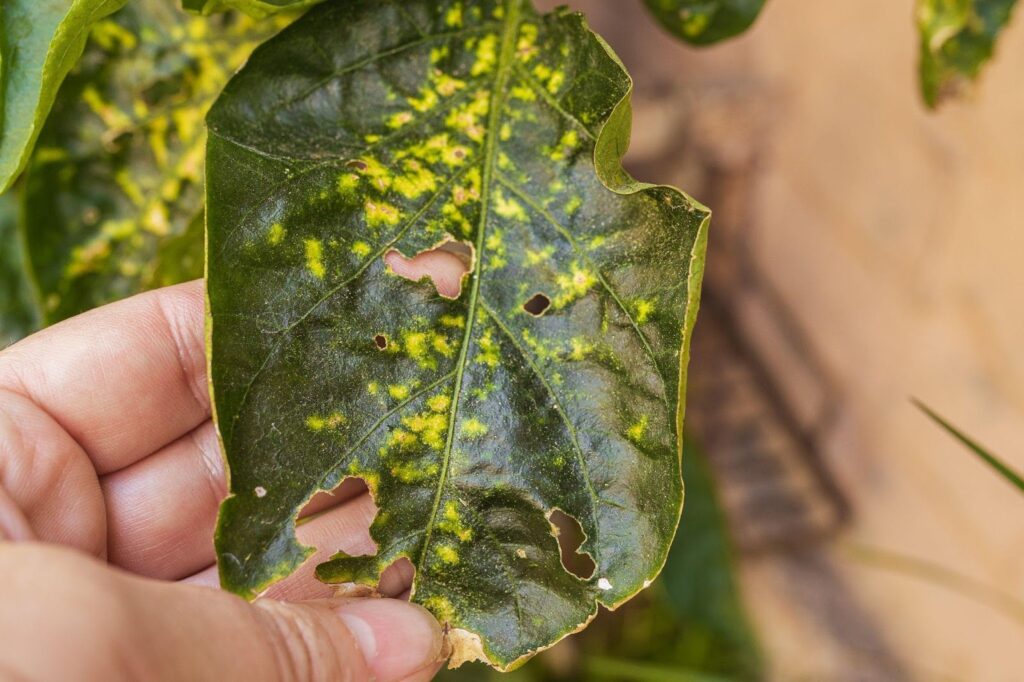 A hand holding a leaf with yellow spots