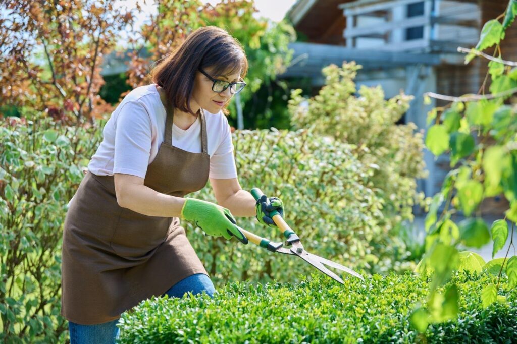 Female gardener in apron pruning a hedge with shears