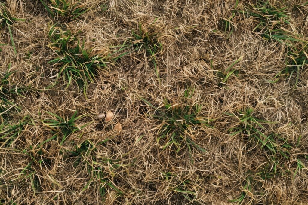 A close-up view of a grassy field featuring weeds, highlighting areas of a diseased lawn in need of care.