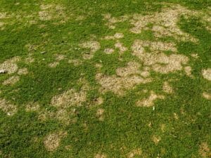 A grassy area showing brown spots, indicating a diseased lawn in need of care for a healthier green appearance.