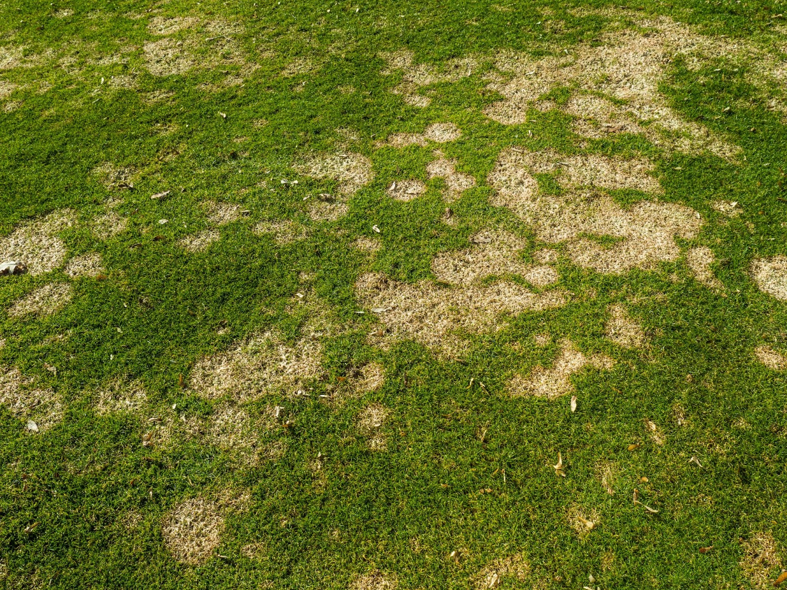 A grassy area showing brown spots, indicating a diseased lawn in need of care for a healthier green appearance.