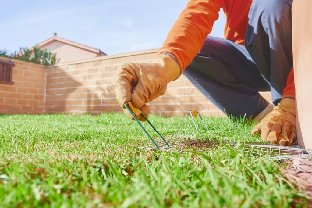 A man carefully trims a diseased lawn with scissors, focusing on restoring its health and achieving a lush green appearance.