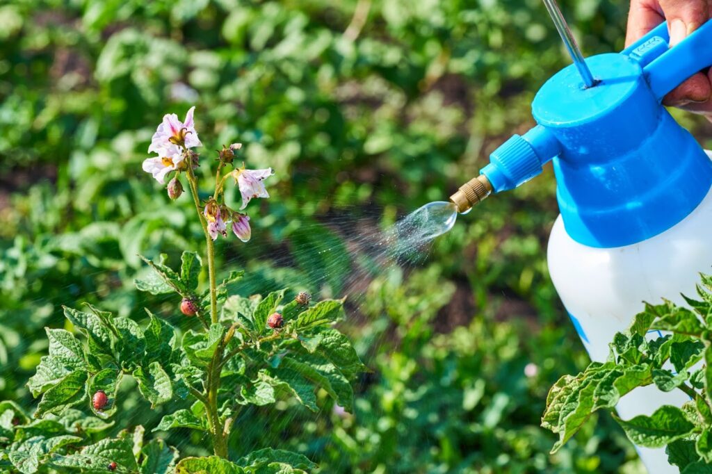 A person sprays water on a plant to eliminate bugs, ensuring its health and vitality in the garden.