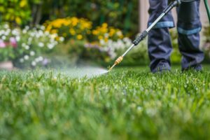 A person sprays water on the grass to eliminate bugs, ensuring a healthy and pest-free lawn.