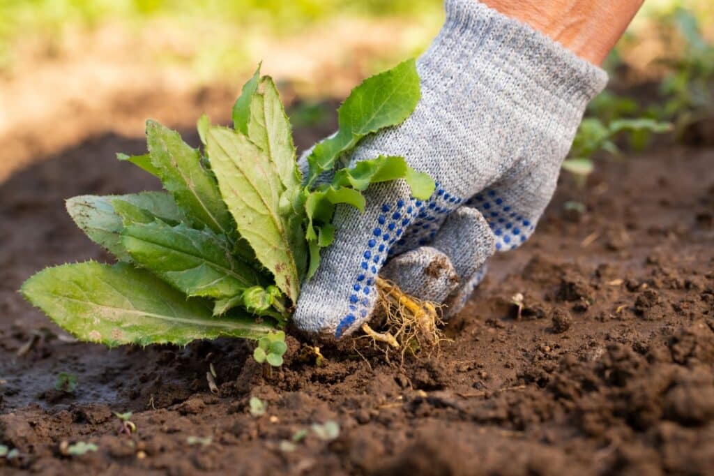 A person in gloves plants a young plant in the soil, surrounded by freshly cleared weeds.