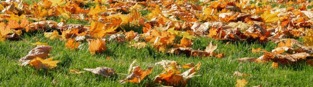 Colorful autumn leaves on green grass, highlighting fall's beauty